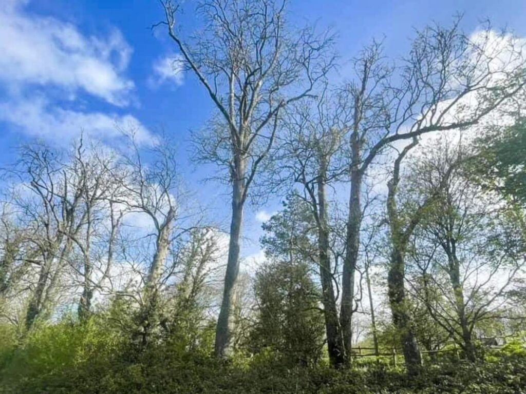 trees in a line with a blue sky behind
