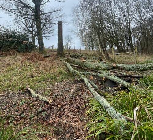 trees in the distance with a felled tree in the foreground
