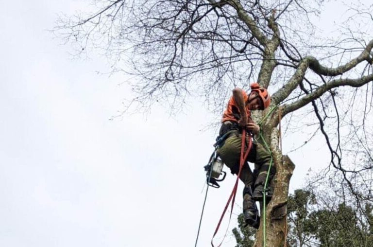 a tree surgeon roped to a tree halfway up